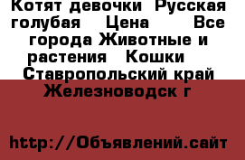 Котят девочки “Русская голубая“ › Цена ­ 0 - Все города Животные и растения » Кошки   . Ставропольский край,Железноводск г.